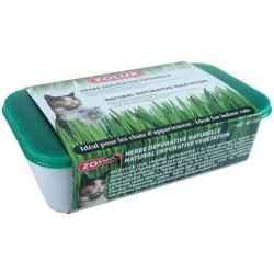 Herbe A Chat 250Gr